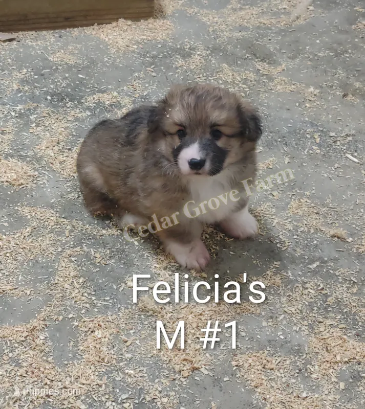 Male #1 "Uno" – Pembroke Welsh Corgi puppy for sale in Wingate, NC