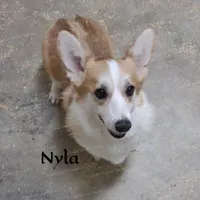 Nyla - F #1, a female Pembroke Welsh Corgi for sale in Wingate, NC – 3 of 4