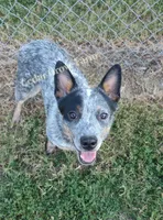 Male #1, a male Australian Cattle Dog for sale in Wingate, NC – 3 of 4