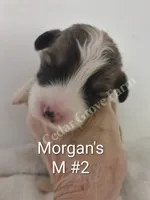 Morgan - M #2, a male Pembroke Welsh Corgi for sale in Wingate, NC – 1 of 4