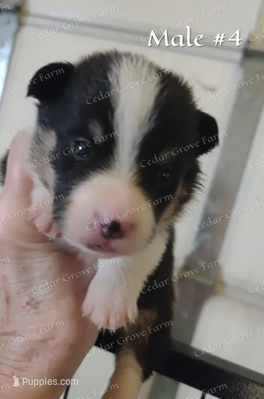 Male #4 – Pembroke Welsh Corgi puppy for sale in Wingate, NC