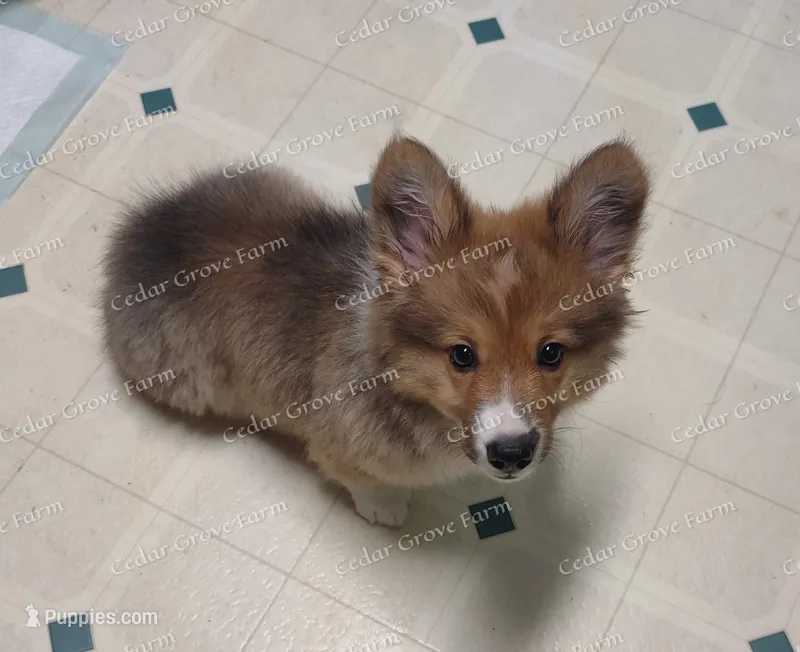 "Boogie" – Pembroke Welsh Corgi puppy for sale in Wingate, NC