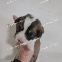 Male #3, a male Pembroke Welsh Corgi for sale in Wingate, NC – Photo 2 of 4