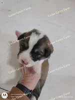 Male #3, a male Pembroke Welsh Corgi for sale in Wingate, NC – Photo 2 of 4