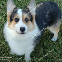 Male #3, a male Pembroke Welsh Corgi for sale in Wingate, NC – Photo 4 of 4
