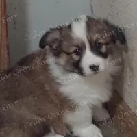 Male #3, a male Pembroke Welsh Corgi for sale in Wingate, NC – Photo 1 of 4