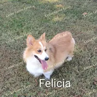 Male #3, a male Pembroke Welsh Corgi for sale in Wingate, NC – Photo 3 of 4