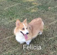 Male #3, a male Pembroke Welsh Corgi for sale in Wingate, NC – Photo 3 of 4