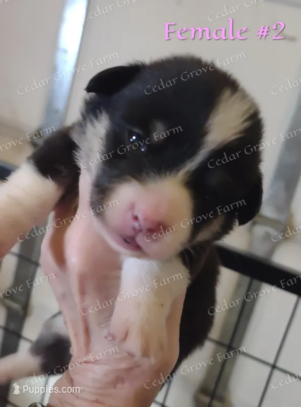 Female #2 – Pembroke Welsh Corgi puppy for sale in Wingate, NC