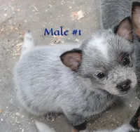 Male #1, a male Australian Cattle Dog for sale in Wingate, NC – Photo 1 of 4