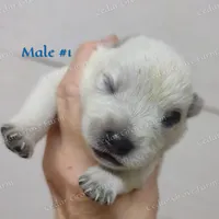 Male #1, a male Australian Cattle Dog for sale in Wingate, NC – Photo 2 of 4