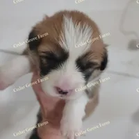 Female #1, a female Pembroke Welsh Corgi for sale in Wingate, NC – Photo 2 of 4