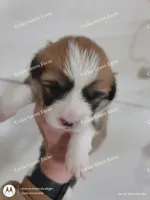 Female #1, a female Pembroke Welsh Corgi for sale in Wingate, NC – Photo 2 of 4