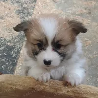 Female #1, a female Pembroke Welsh Corgi for sale in Wingate, NC – Photo 1 of 4