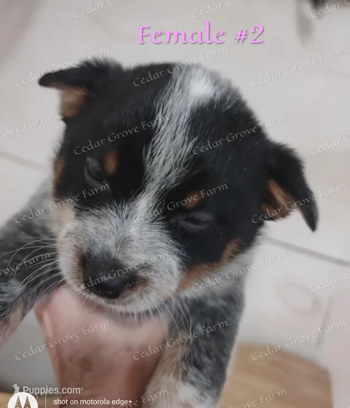 Female #2 – Australian Cattle Dog puppy for sale in Wingate, NC