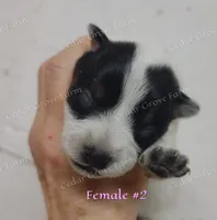 Female #2, a female Australian Cattle Dog for sale in Wingate, NC – Photo 1 of 3