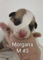Morgan - M #3, a male Pembroke Welsh Corgi for sale in Wingate, NC – 1 of 4