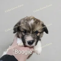 "Boogie", a male Pembroke Welsh Corgi for sale in Wingate, NC – 2 of 3