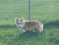 Hershey , a male Pembroke Welsh Corgi for sale in Wingate, NC – 3 of 3