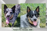 Male #1, a male Australian Cattle Dog for sale in Wingate, NC – Photo 2 of 2