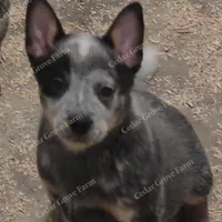 Male #1, a male Australian Cattle Dog for sale in Wingate, NC – Photo 3 of 4