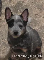 Male #1, a male Australian Cattle Dog for sale in Wingate, NC – Photo 1 of 2