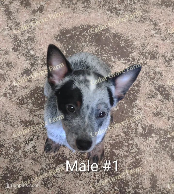 Male #1, a male Australian Cattle Dog for sale in Wingate, NC – Photo 1 of 4