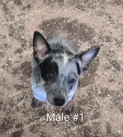 Male #1, a male Australian Cattle Dog for sale in Wingate, NC – Photo 1 of 4
