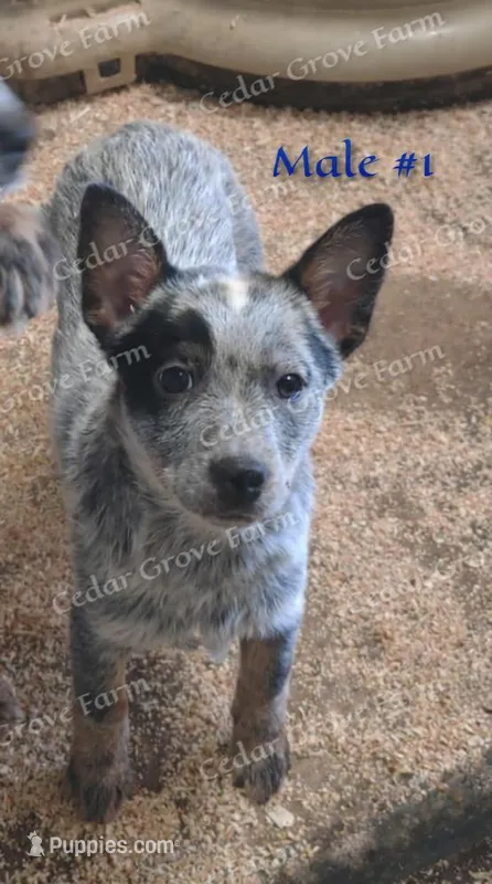 Male #1 – Australian Cattle Dog puppy for sale in Wingate, NC