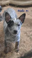 Male #1, a male Australian Cattle Dog for sale in Wingate, NC – Photo 2 of 4