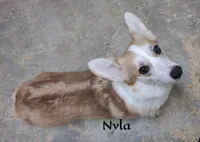 Nyla - M #3, a male Pembroke Welsh Corgi for sale in Wingate, NC – 3 of 4