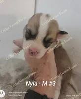 Nyla - M #3, a male Pembroke Welsh Corgi for sale in Wingate, NC – 1 of 4