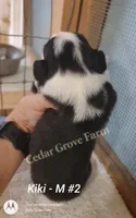 Kiki - M #2, a male Pembroke Welsh Corgi for sale in Wingate, NC – 2 of 4