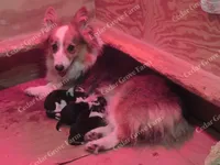 Kiki - F #3, a female Pembroke Welsh Corgi for sale in Wingate, NC – 3 of 4