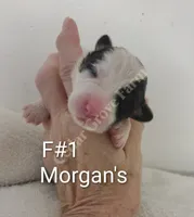 Morgan - F #1, a female Pembroke Welsh Corgi for sale in Wingate, NC – 1 of 4