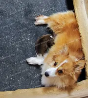 Male #1 "Uno", a male Pembroke Welsh Corgi for sale in Wingate, NC – 1 of 2