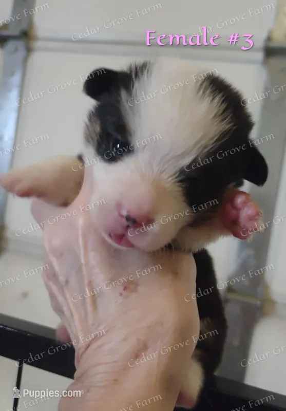 Female #3, a female Pembroke Welsh Corgi for sale in Wingate, NC – Photo 1 of 4