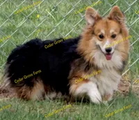 Nyla - M #1, a male Pembroke Welsh Corgi for sale in Wingate, NC – 4 of 4