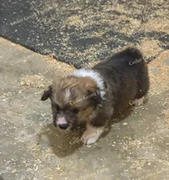 "Boogie", a male Pembroke Welsh Corgi for sale in Wingate, NC – 3 of 3
