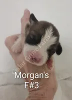 Morgan - F #3, a female Pembroke Welsh Corgi for sale in Wingate, NC – 1 of 4