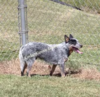 Male #1, a male Australian Cattle Dog for sale in Wingate, NC – 2 of 4