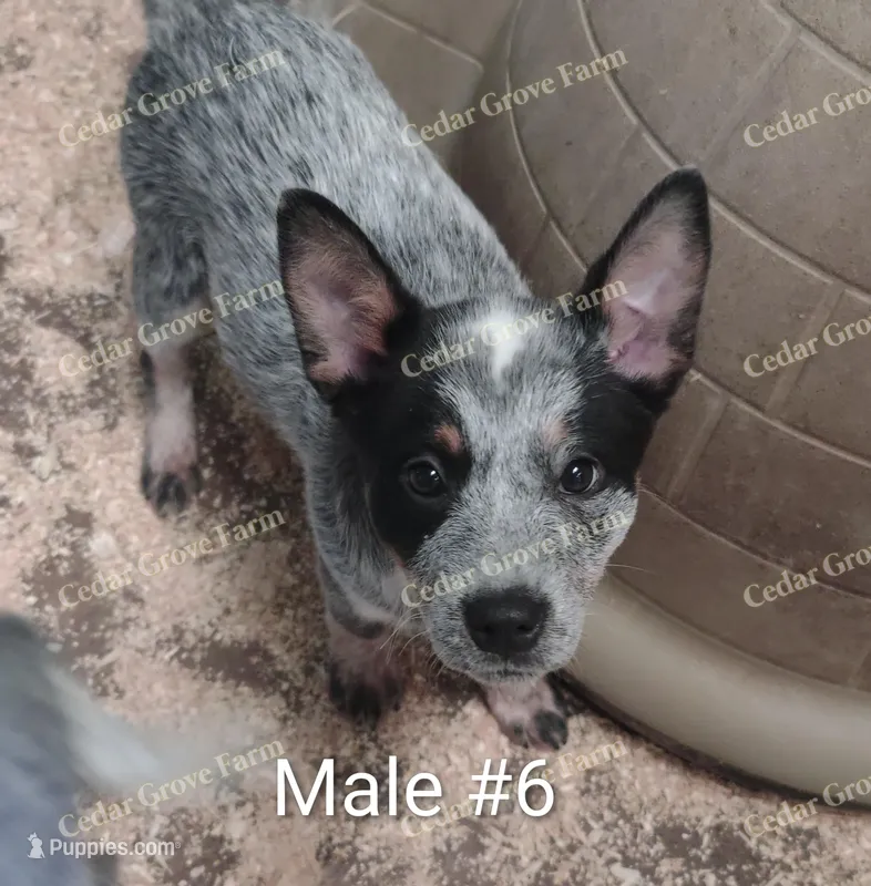 Male #6 – Australian Cattle Dog puppy for sale in Wingate, NC