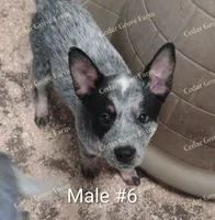 Male #6, a male Australian Cattle Dog for sale in Wingate, NC – Photo 1 of 4
