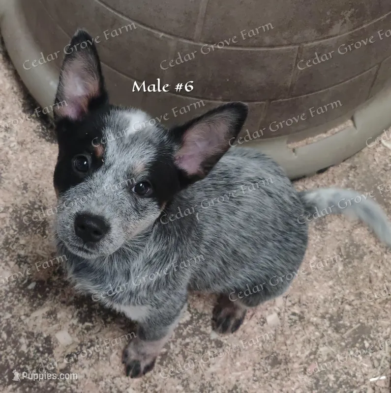 Male #6 – Australian Cattle Dog puppy for sale in Wingate, NC