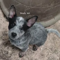 Male #6, a male Australian Cattle Dog for sale in Wingate, NC – Photo 2 of 4