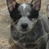 Male #6, a male Australian Cattle Dog for sale in Wingate, NC – Photo 3 of 4