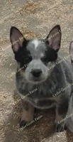 Male #6, a male Australian Cattle Dog for sale in Wingate, NC – Photo 1 of 2