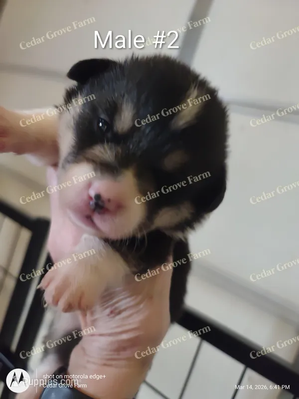 Male #2 – Pembroke Welsh Corgi puppy for sale in Wingate, NC