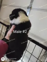 Male #2, a male Pembroke Welsh Corgi for sale in Wingate, NC – Photo 2 of 4