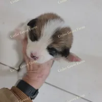 Female #3, a female Pembroke Welsh Corgi for sale in Wingate, NC – Photo 1 of 3